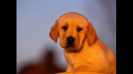 Beautiful dogs