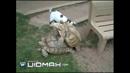 Козле пречи на костенурки