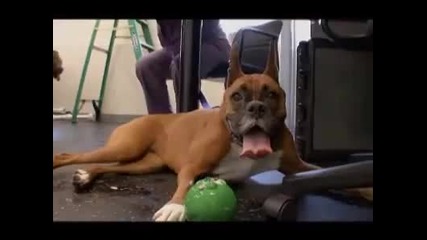 Dogs 101 - Boxer 