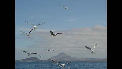 Santoz Meets Pedro Del Mar - Seaguls (Original Mix)