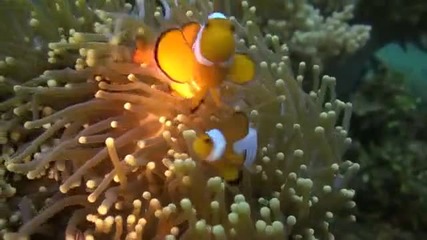 Морски същества.