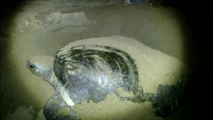 Без Багаж - Индонезия #3 - Гнездене на морски костенурки, вулкан Иджен