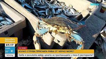 От рибарската мрежа до ресторанта: Как расте цената на рибата