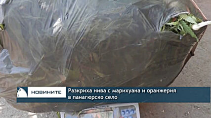 Разкриха нива с марихуана и оранжерия в панагюрско село