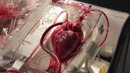Как работи човешко сърце извън тялото
