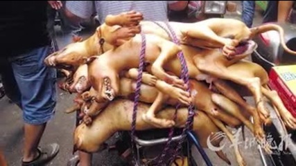 Нека спрем насилието върху животните ! Най ужасния фестивал в света The Yulin Dog Meat Festival!!