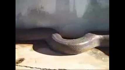 Най - Голямата Змия В Света