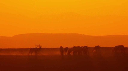 The Magic Hour .flv