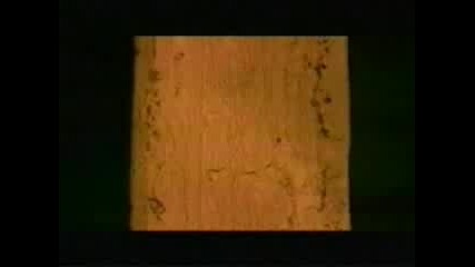 Rammstein - Du hast(traducida al espa 