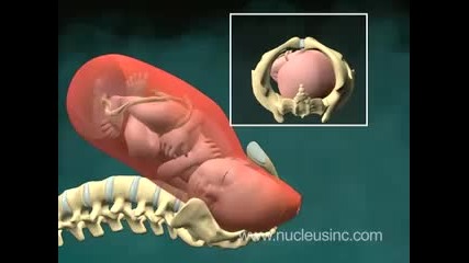 Ето как се ражда бебе! 3d анимация 