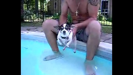 Смях!!! Куче Плува Над Водата 