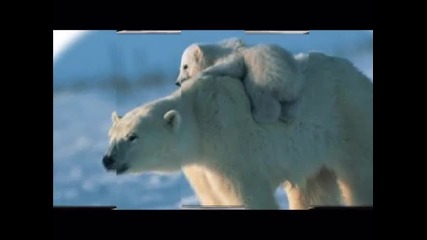 Polar Bears;;take Ova;;for my brother ( (sun) )