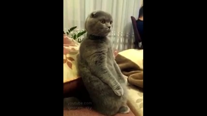 Котка гледа Star Wars *смях*