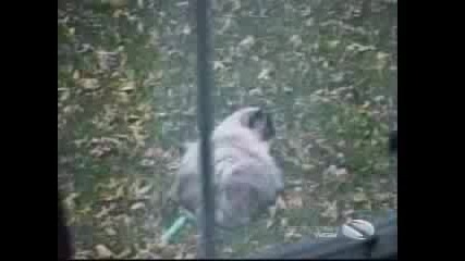 Смешни котки