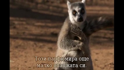 Пръстено - Опашати Лемури