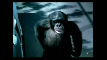 Смешни Реклами С Маймуни