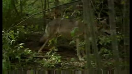 Chernobyl life in the dead zone част 2