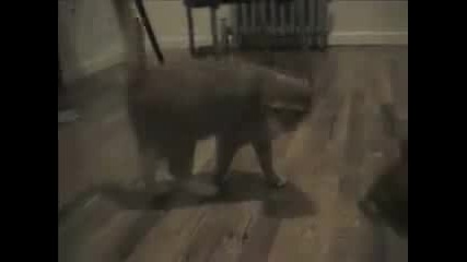 Танцуващи Котки
