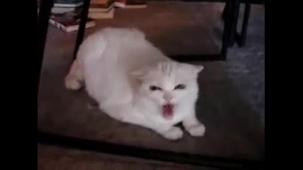 кой ядоса котето ? :d