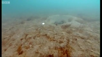 Breeding Lobsters at war! - Blue Planet A Natural History of the Oceans - Bbc 