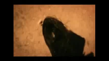 Hammerfall_-_any_means_necessary