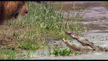 лъв напада крокодил смях