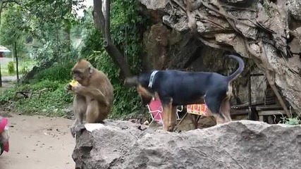 Маймуна и куче си играят