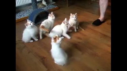 Малки бели котета, които си играят