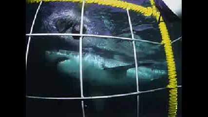 Чудовищни акули 3част