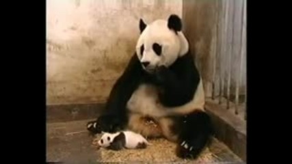 Бебе панда стряска майка си 