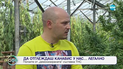 Да отглеждаш канабис у нас... легално - „На кафе” (04.11.2021)