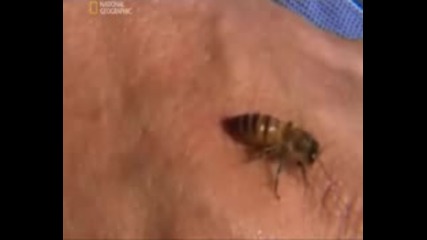Най - Опасните Животни В Света - Африканска медоносна пчела - северна америка Vbox7 