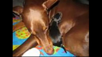 Dobermans