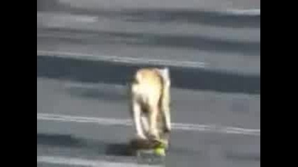 Куче Sk8r