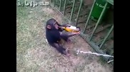 Тази маймунка яко се напи !