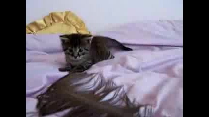 Много Сладко Котенце =]