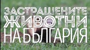 Изчезващите животни на България