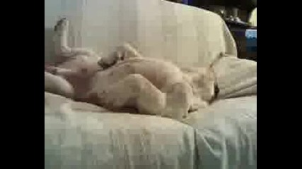 Спящо Куче - Много Смях :)