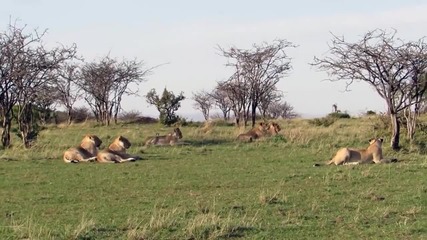 Майка жираф предпазва малкото си от лъвове