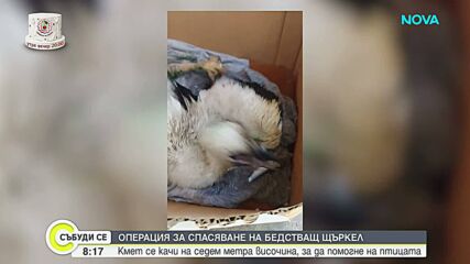 Кметица спаси бедстващ щъркел, увиснал от гнездо в разградско село