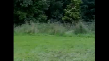 Old Lady Gets Pulled By Dog