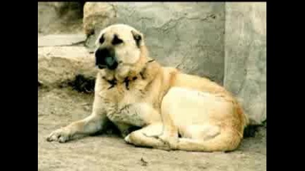 Kangal.mp4