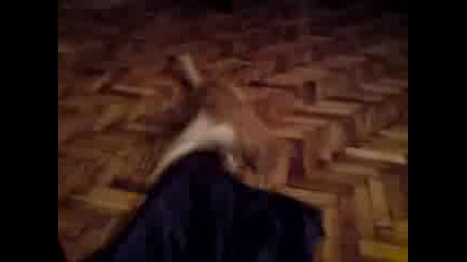 Котето Илко