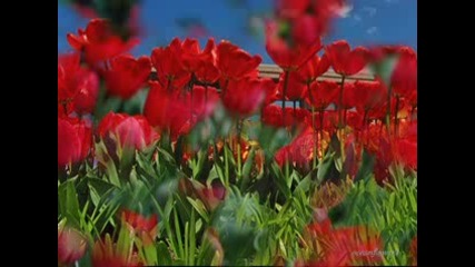 Keiko Matsui - Flowers Breeze