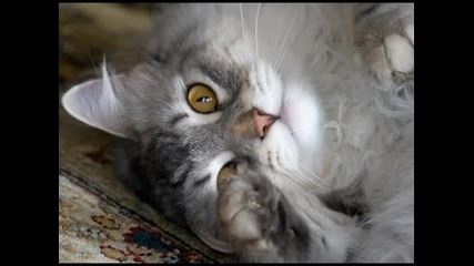 Kittens and Cats for Judiecara