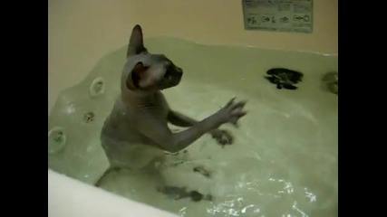 Котка свинкс се къпе