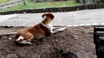 куче