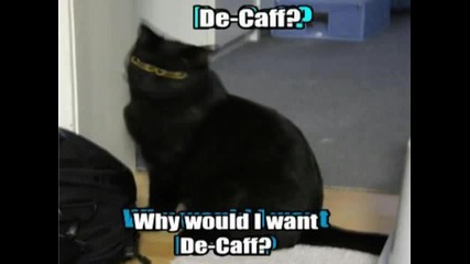 Много Смешни Котки ;d 2 част