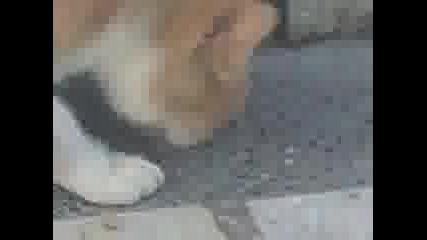 cat - kiiler 
