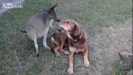 Куче и кенгуру са хванати да се целуват!